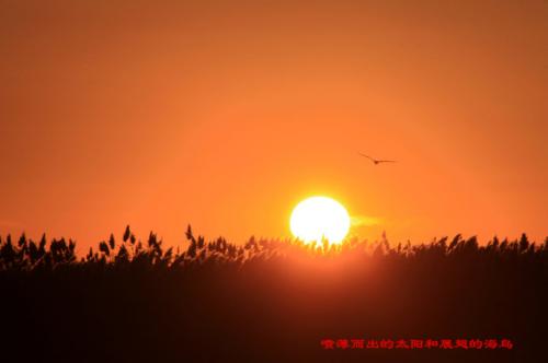 太阳的座右铭