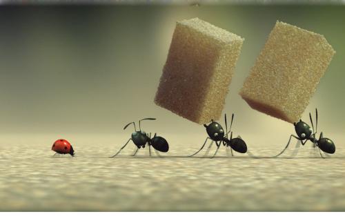 关于蚂蚁的网名大全(精选103个)
